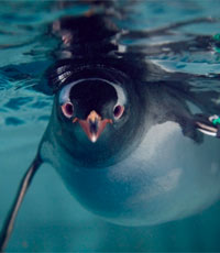 Gentoo Penguin at Kelly Tarlton's Antartic Encounter and Underwater World