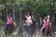 Arion Horse Trekking Competition - Christchurch