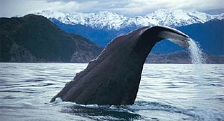 Whale watching in Kaikoura New Zealand