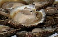 Copyright: New Zealand Tourism Guide. Bluff Oyster & Food Festival