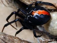 Katipo Spider