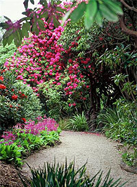 Copyright: New Zealand Tourism Guide. Dunedin Rhododendron Festival, Dunedin, New Zealand