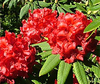 Taranaki Rhododendron & Garden Festival
