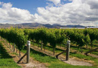 Copyright: New Zealand Tourism Guide. New Zealand Vineyard in New Zealand