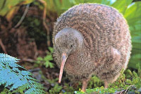 Image Source: Flickr. New Zealand Kiwi