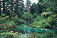 Image Source: Tourism New Zealand. Hanmer Springs foresty, Canterbury, New Zealand