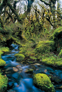 Image Source: Tourism New Zealand. Fiordland National Park, Fiordland, New Zealand