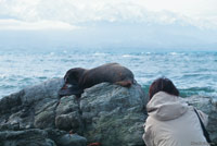 Image Source: Tourism New Zealand. Fur seals in Kaikoura, New Zealand