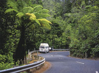 Image Source: Tourism New Zealand. Waipoua Forest, Northland, New Zealand