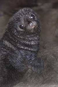 Image Source: Tourism New Zealand. Fur Seal Pup, Wairarapa, New Zealand
