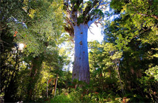 Tāne Mahuta, Waipoua Forest