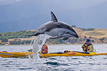 See wildlife with Kaikoura Kayaks