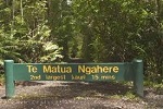 Image of TE MATUA NGAHERE WALK - Northland