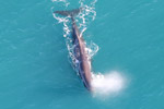 Image of WINGS OVER WHALES - Kaikoura